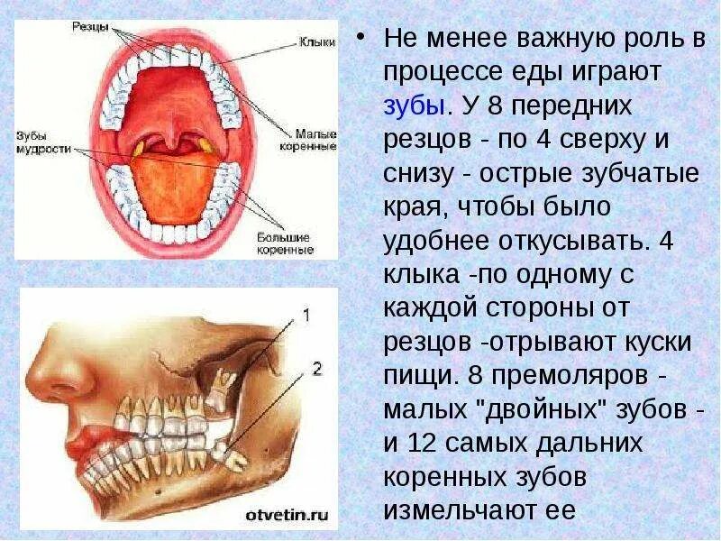 Сколько зубов мудрости у человека.