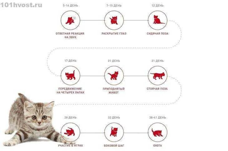 Сроки беременности по неделям и месяцам. Недели беременности по месяцам таблица. Сроки по неделям беременности по месяцам таблица. Календарь беременности по неделям и месяцам. Сколько недель в 5 месяцах.
