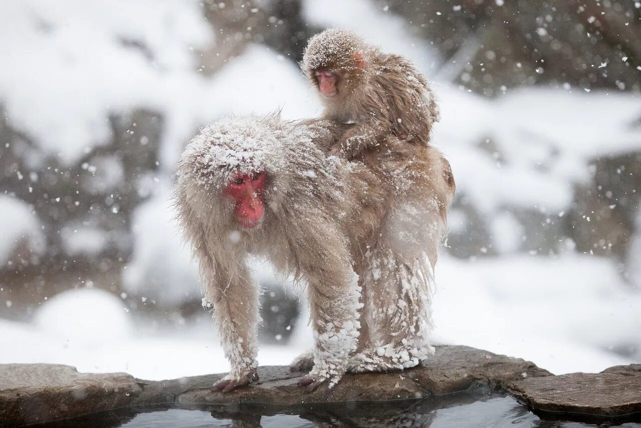 Японская снежная макака. Обезьяна зимой. Обезьяна зимой. Японские макаки на снегу. Мартышка в снегу.
