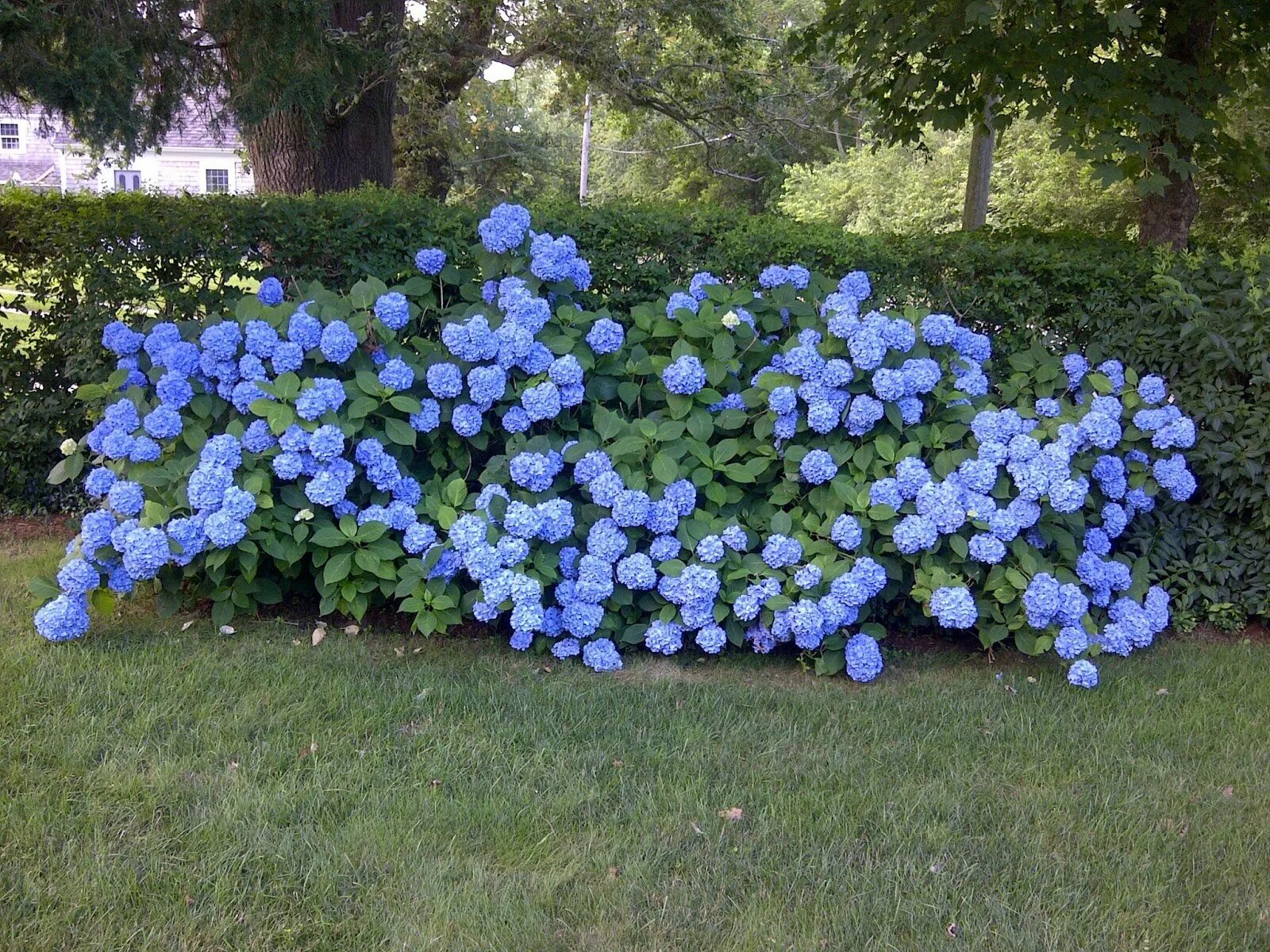 Голубой сад роз. Камелия голубая. Камелия голубая кустарник.