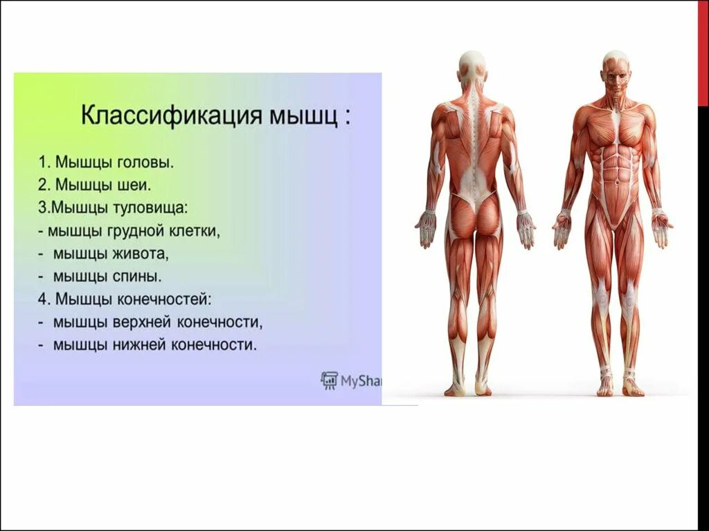 Значение мышечного чувства для людей разных профессий. Мышцы классификация строение функции. Классификация и строение мышц анатомия. Классификация мышц человека. Строение и формы мышц.
