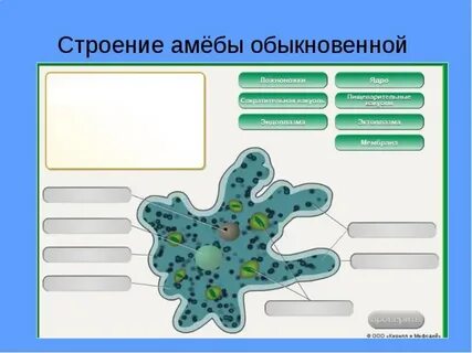 Схема амебы обыкновенной