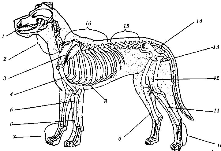 Строение скелета млекопитающих собака. Скелет собаки биология 7 класс. Скелет млекопитающих схема биология 7 класс. Внешнее строение скелета млекопитающих 7 класс биология.