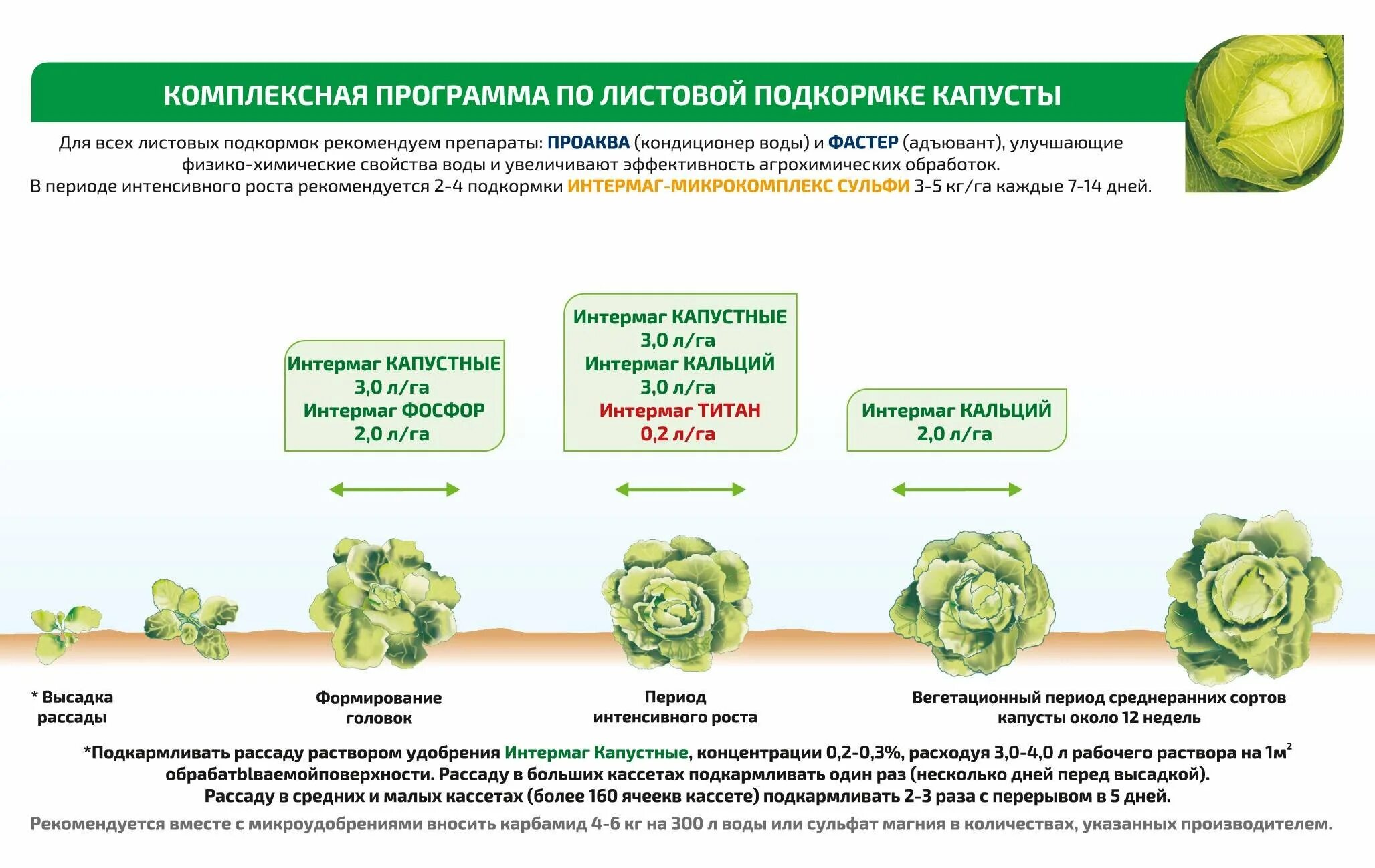 Можно ли сажать капусту в июле