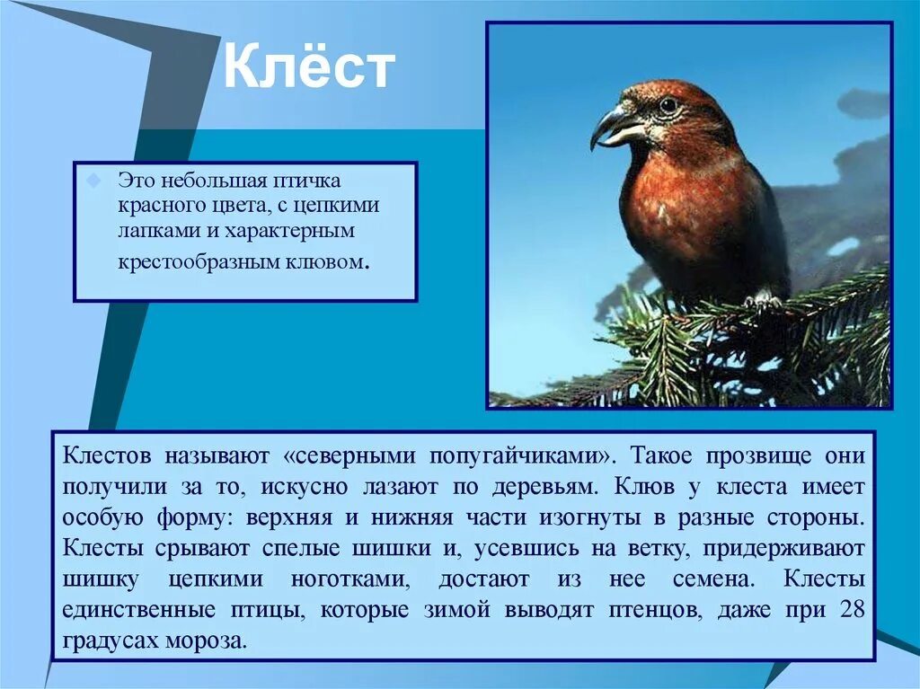 Клёст птица описание. Клест еловик описание. Клест факты. Интересные факты о птице Клест.