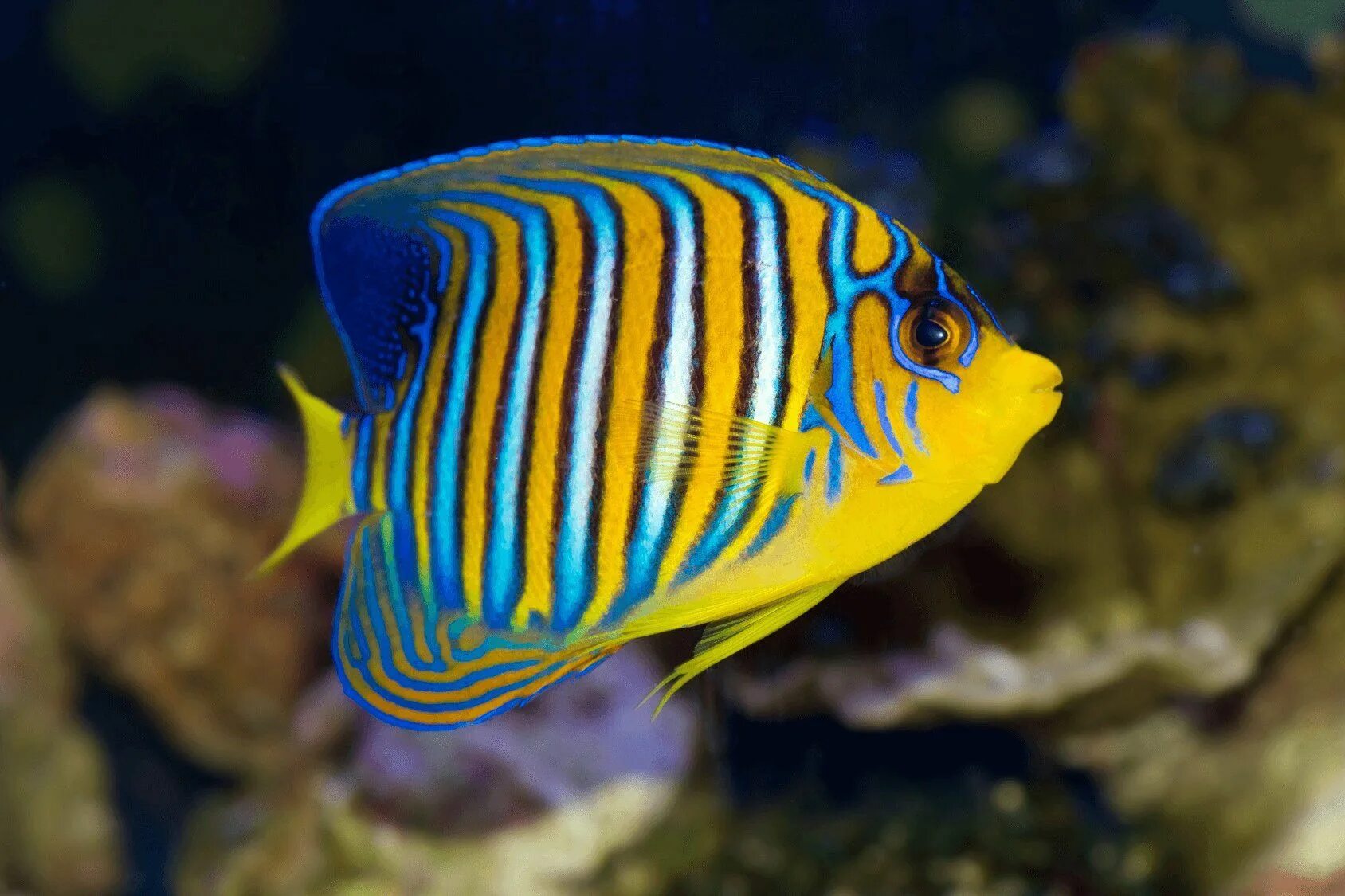Рыба ангел Императорский ювенильный. Желто синяя рыбка. Тропические рыбки. Яркие аквариумные рыбки.