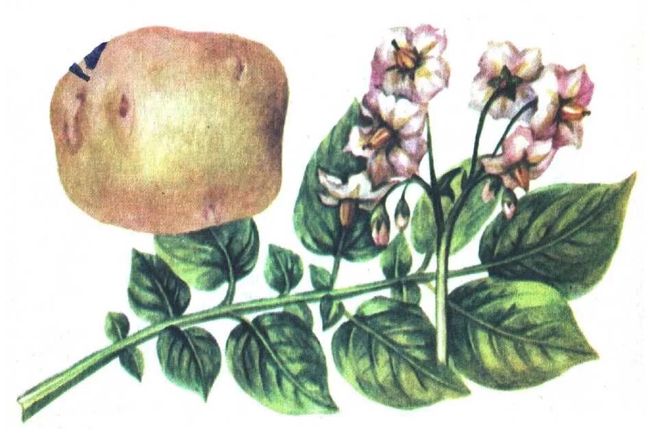 Картофель паслен клубненосный впр. Картофель клубненосный биология. картофель ботаническая иллюстрация. картофельные цветы. картошка растение.