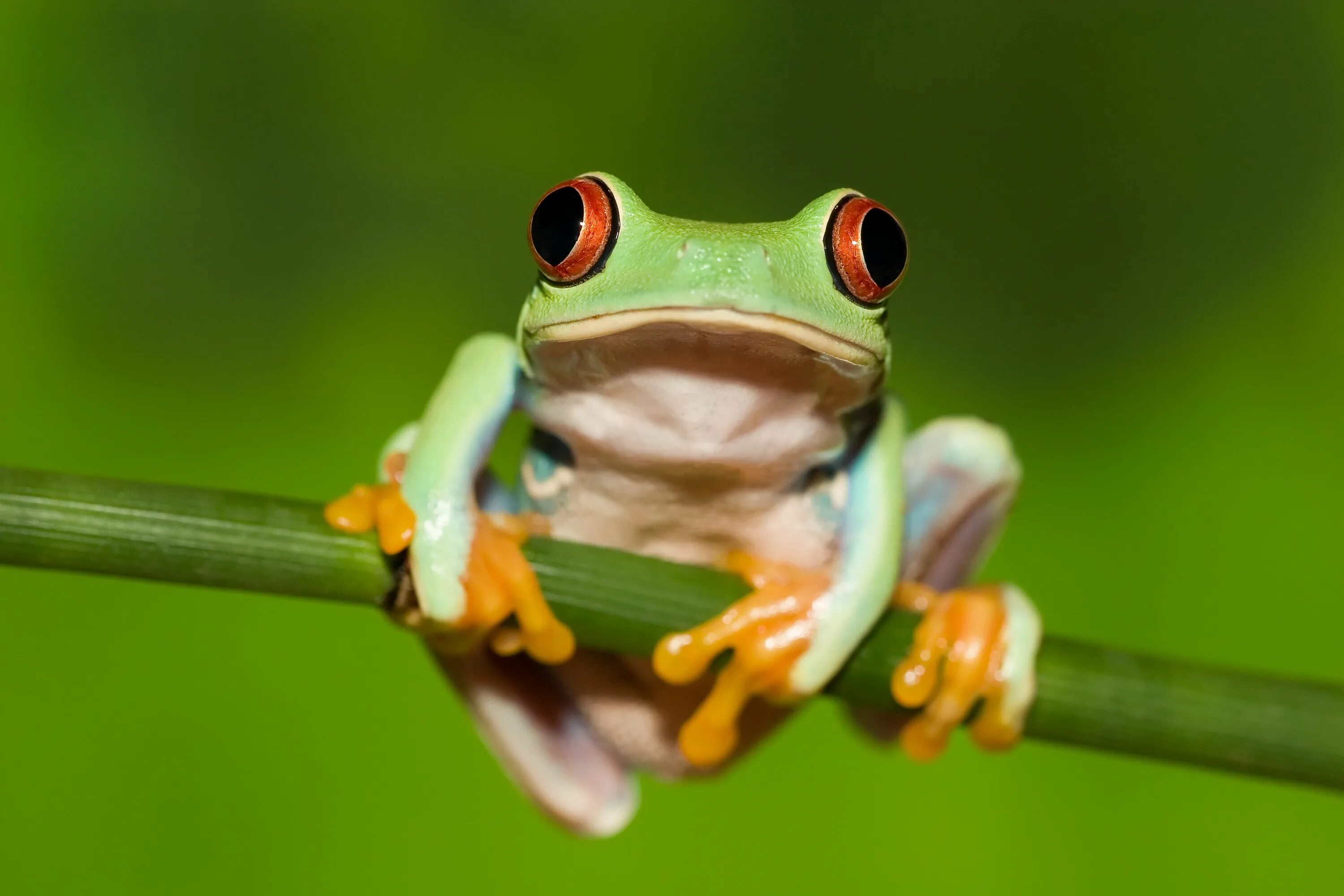 Elephant frog. Лягушка. Лягушонок. Лягушка выглядывает. Лягушата.