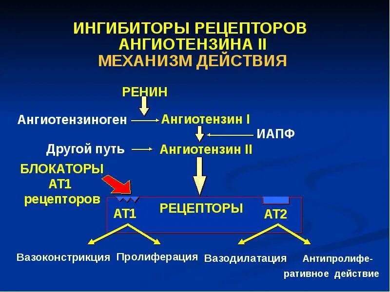 Блокатор ангиотензина 2 и ингибиторы АПФ. Ангиотензин ат1 и ат2 рецепторы. Ангиотензин 2 механизм действия. Блокатор ат1-рецепторов ангиотензина II.. Сартаны ингибиторы