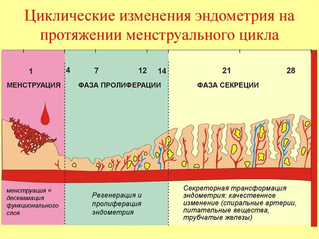 Маточный цикл фазы схема. Фазы цикла менструационного цикла. Фаза секреции менструационного цикла. Фаза десквамации менструационного цикла. Эндометрия ранней секреции