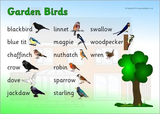 Найти слово птицы 3. Birds Word list. Handbook of Birds of the World. Wordy Bird. Robin Crow Finch Birds Word list.