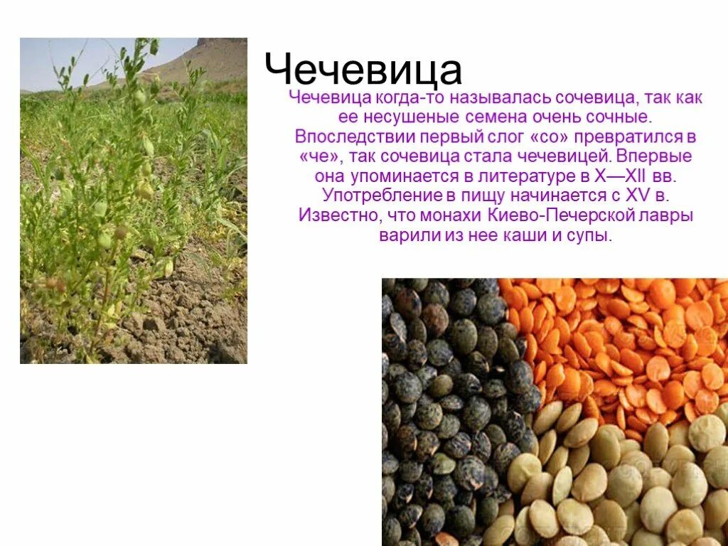 крупы из бобовых культур. чечевица плод. чечевица. особенности произрастания чечевицы. чечевица растение.