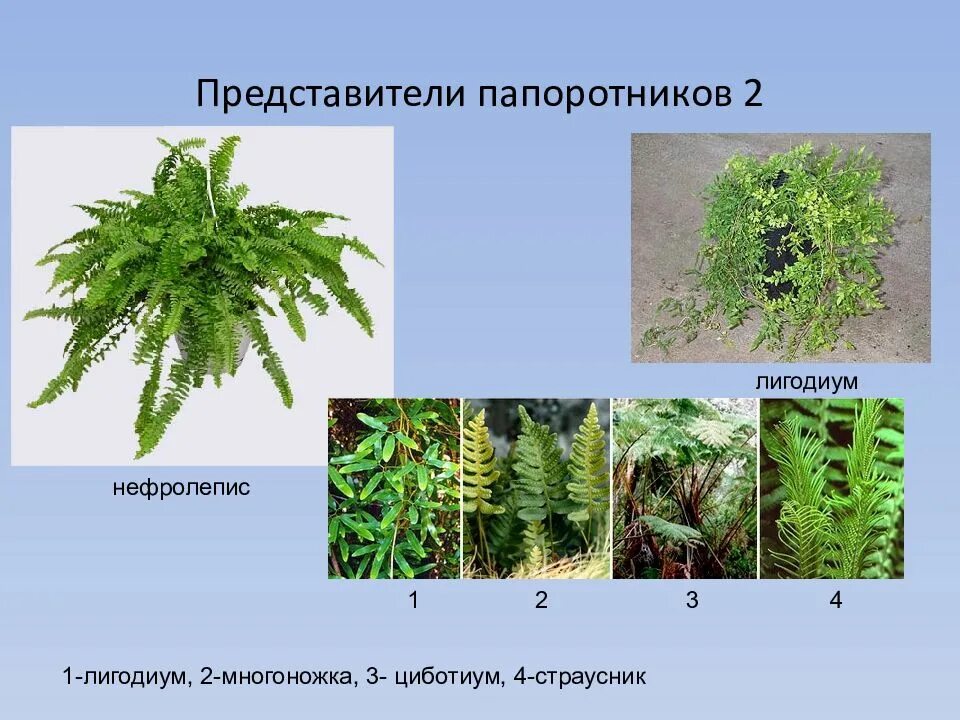 Циботиум папоротник. Нефролепис асплениум Платицериум. Лигодиум папоротник. Представители отдела папоротниковые. Примеры папоротниковых растений