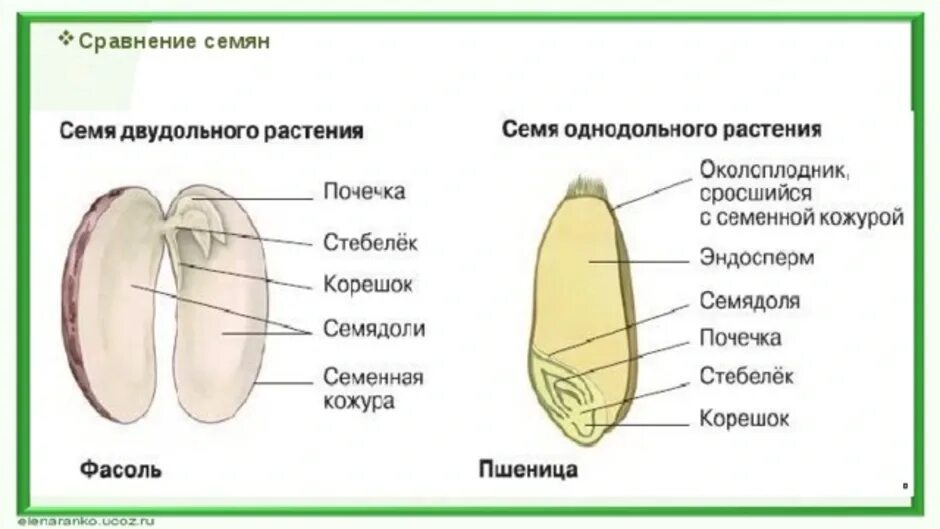 Строение семян тест. Строение семени однодольных и двудольных. Строение двудольного семени 6 класс. Строение семян однодольных и двудольных растений. Строение семени однодольного растения.