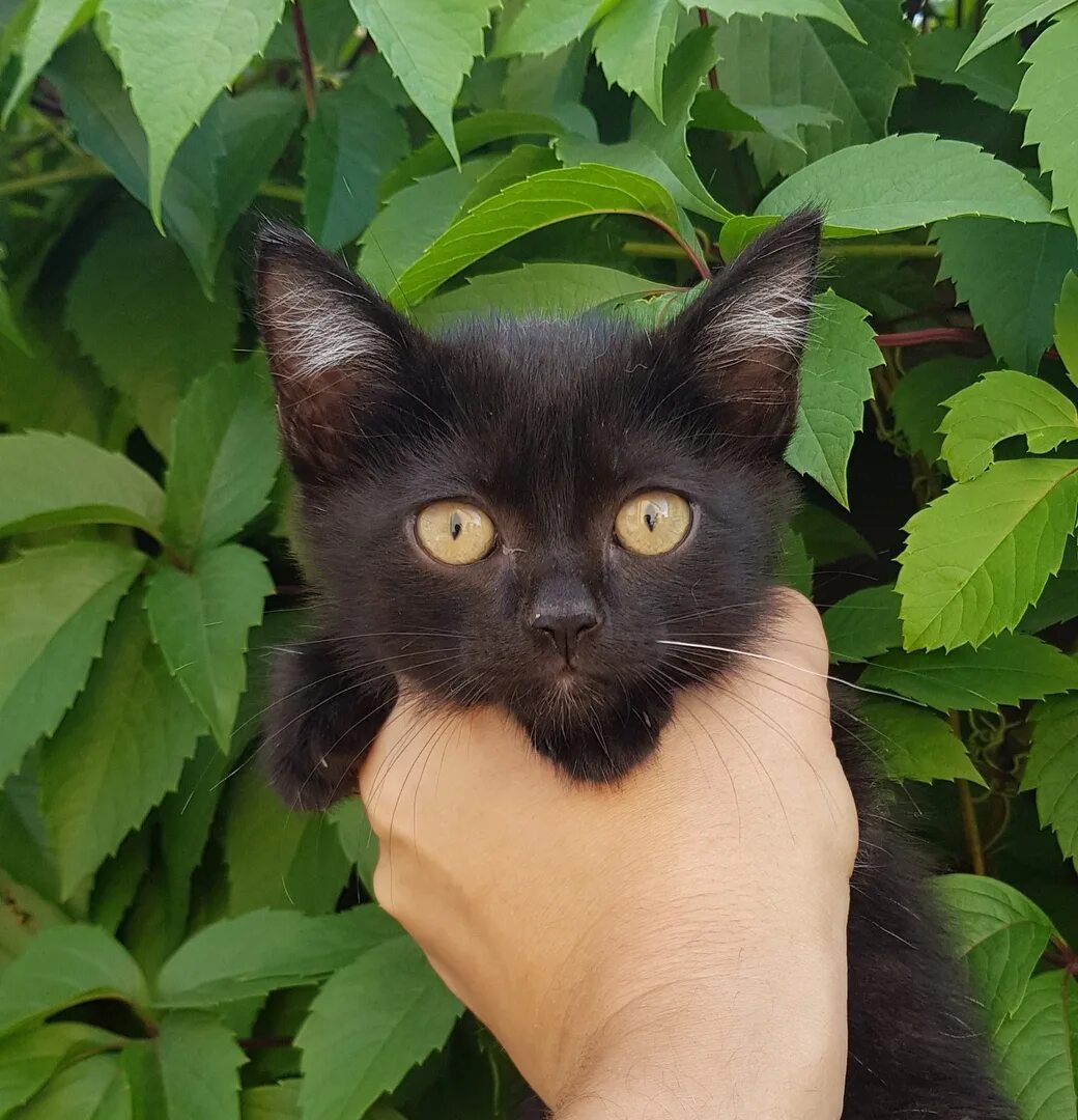 Кот Барнаул. Котята Барнаул. Catshelp22. Фото котят в Барнауле. Барнаул котята в добрые