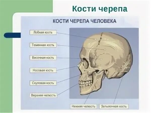 Тесты кости черепа