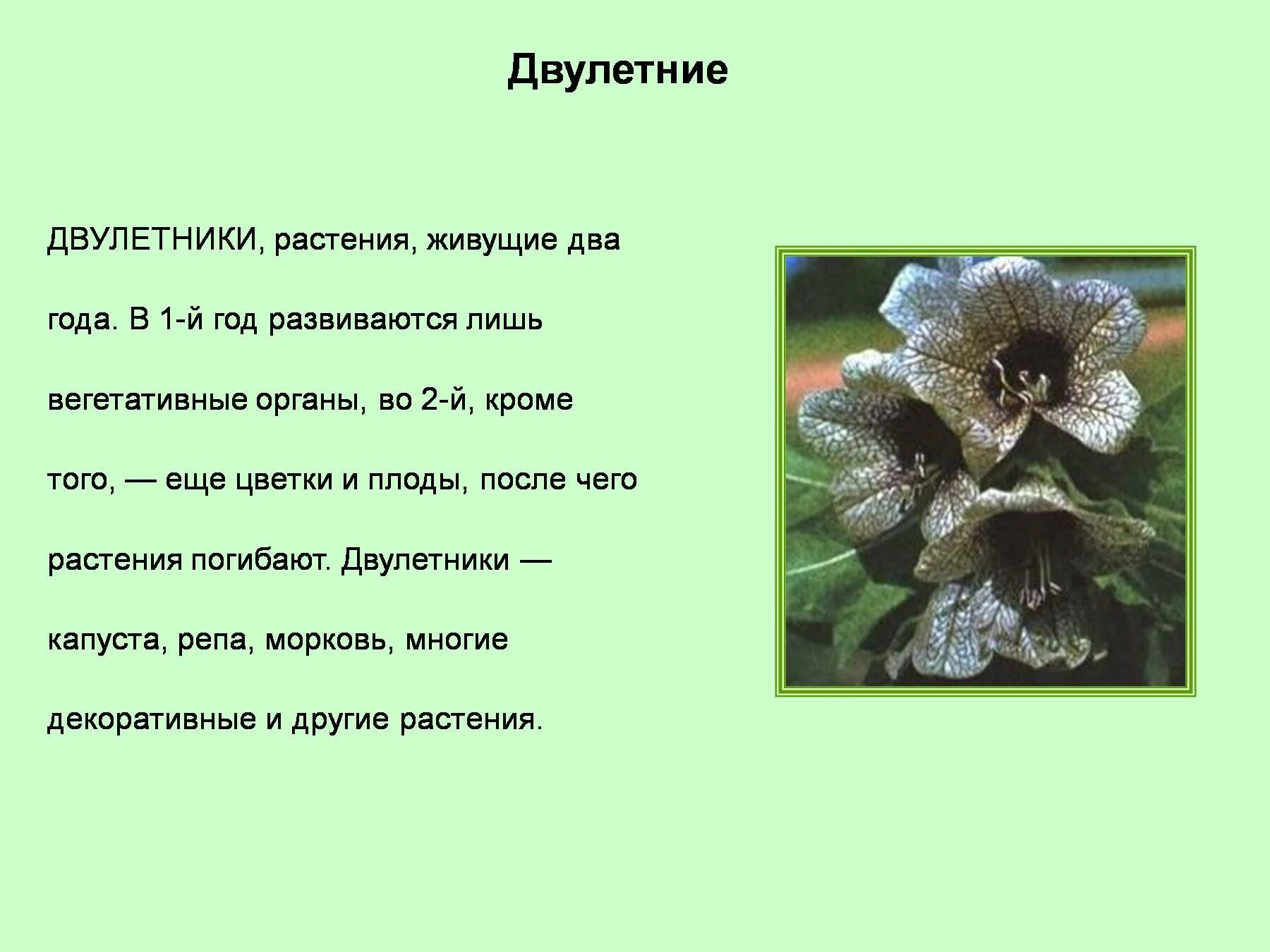 Однолетние двулетние и многолетние растения. Двулетние цветковые растения. Какие растения двулетние. Двулетние травянистые растения. Однолетние двулетние и многолетние растения.