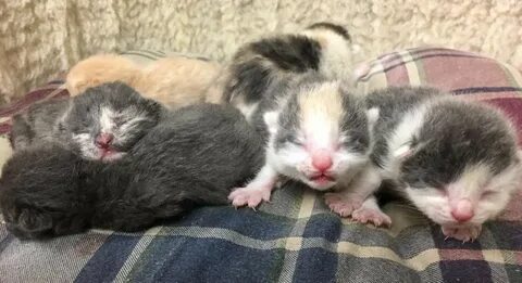 Включи кошки рожают