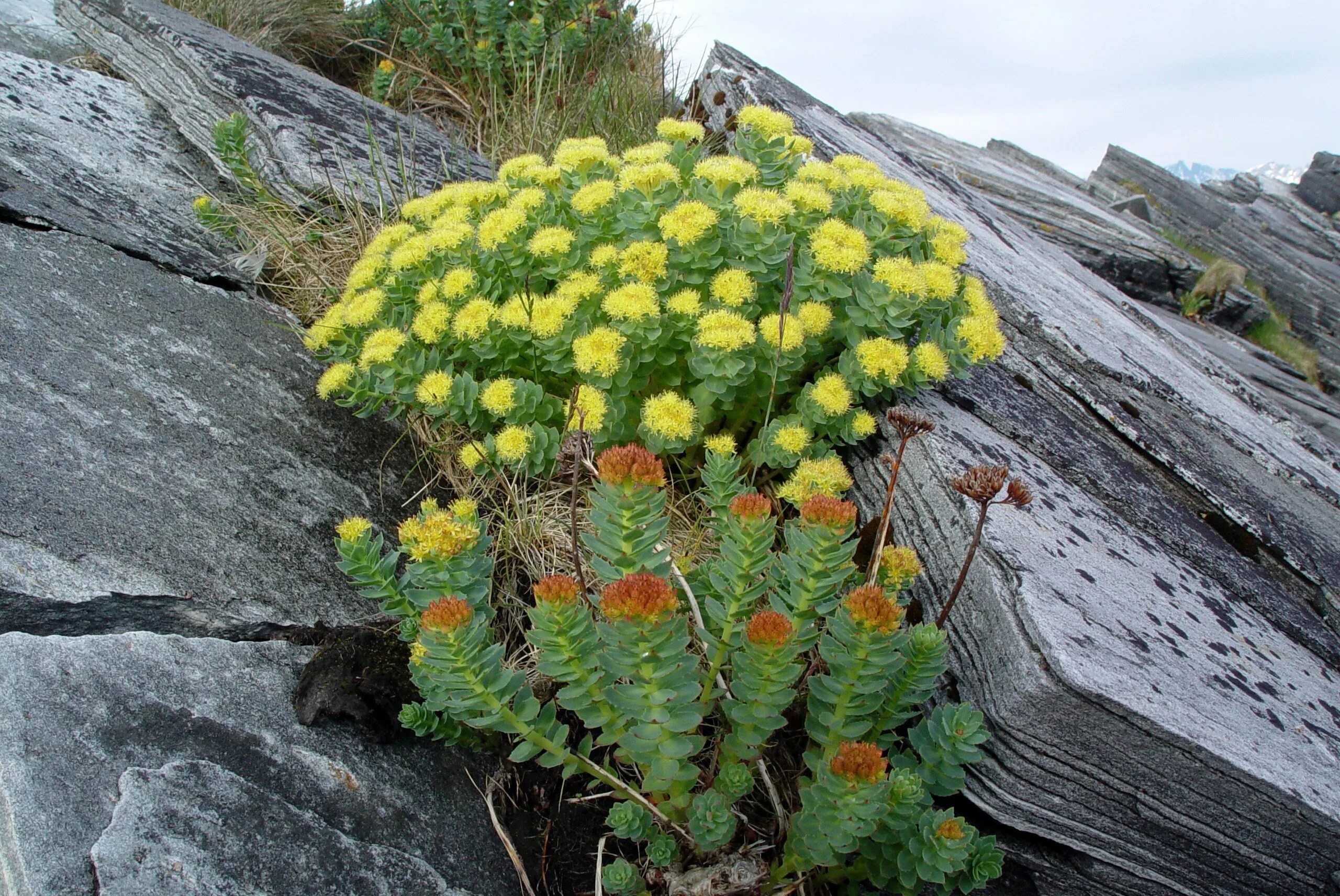 Родиола розовая полезные. Золотой корень Rhodiola rosea. Алтай золотой корень (родиола розовая),. Родиола иремельская (Rhodiola iremelica). Родиола Сахалинская.