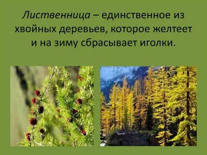 Сбрасывает хвою на зиму