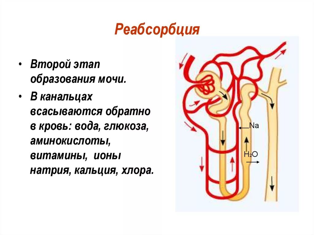 Этапы образования мочи и механизмы мочеобразования. Нефрона мочеобразование механизм. Нефрон почки реабсорбция. Нефрон процессы мочеобразования.