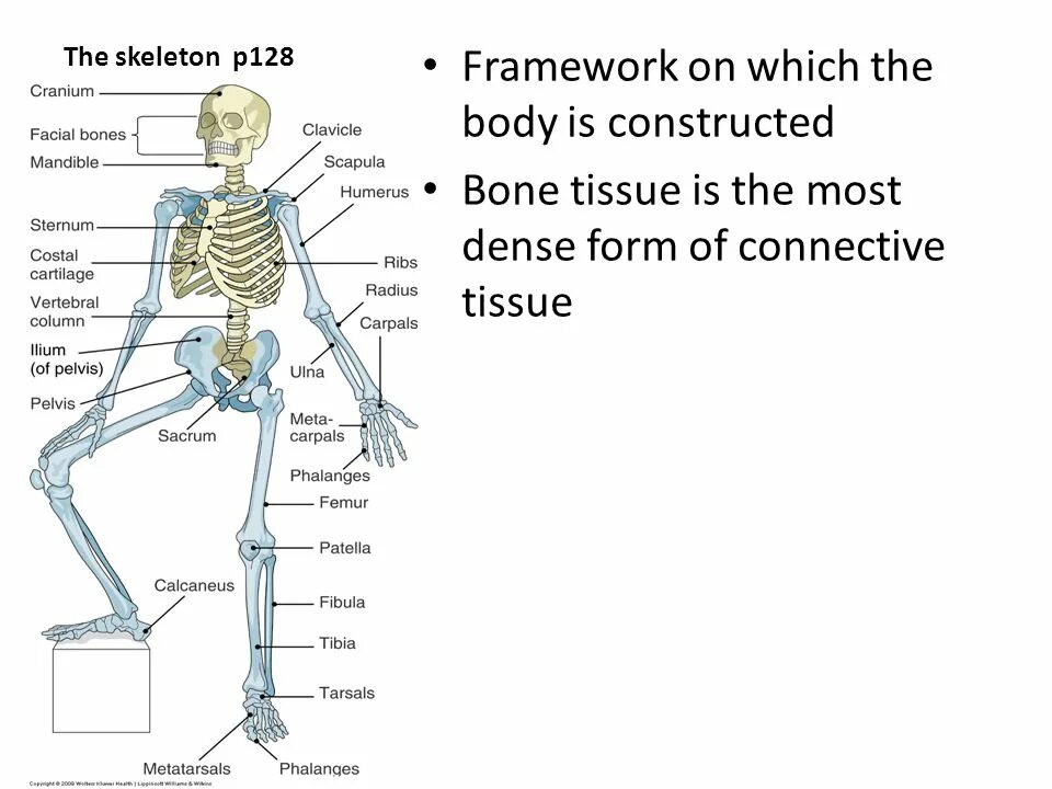 The skeleton is composed of bones. The bones form the skeleton of the body the most important part of the. скелет презентации на английском. картинки departments of the skeleton. nandinia binotata скелет.