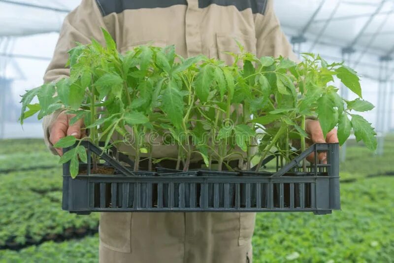 Лучший магазин рассады. Рассада помидор. кассеты для рассады. рассада томатов в кассетах. ящик для рассады.