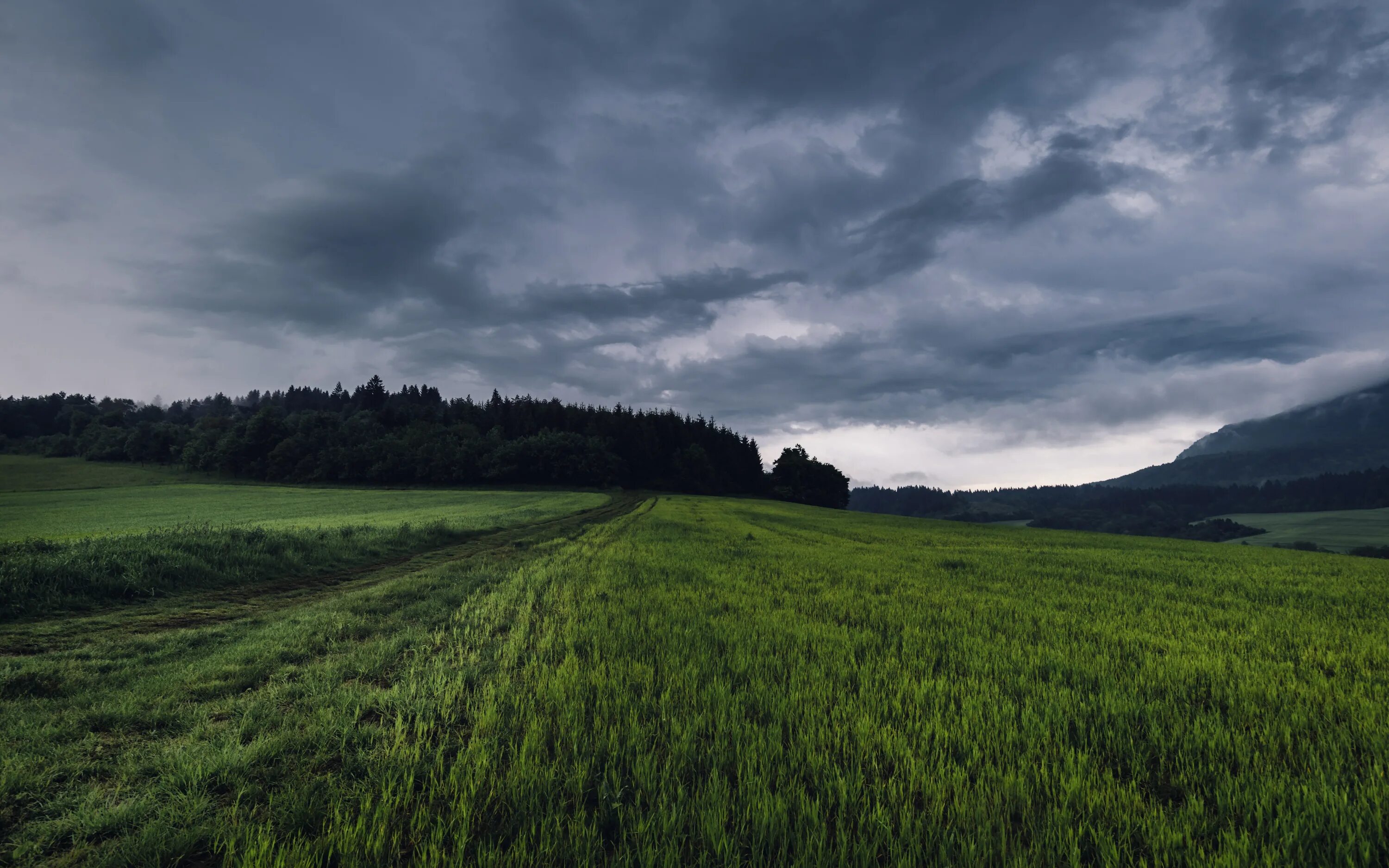 В поле. Трава поле. Мрачное поле. Природа пасмурно. L field