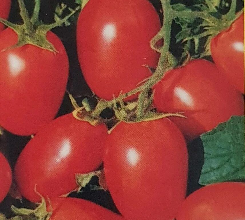 Томат серебристая ель белогорка. Томат голубая ель. Томат серебристая. Сорт помидоров ель серебристая. Помидоры серебристая ель.