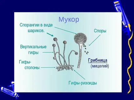 Спорангия мха