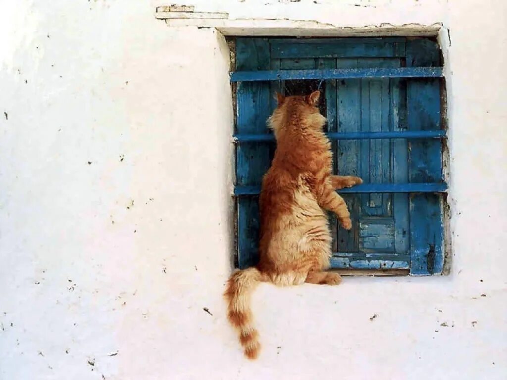 Кот ушел из дома весной. Кот на окне. Кот под окном. Кот стучится в дверь. Кот заглядывает в окно.