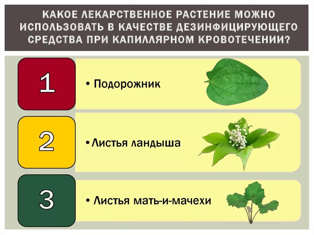 Для чего можно использовать растения. Лекарственное растение при капиллярном кровотечении. Растения для остановки капиллярного кровотечения. Первая помощь растения лечебные. Лекарственные растения в качестве дезинфицирующего средства.