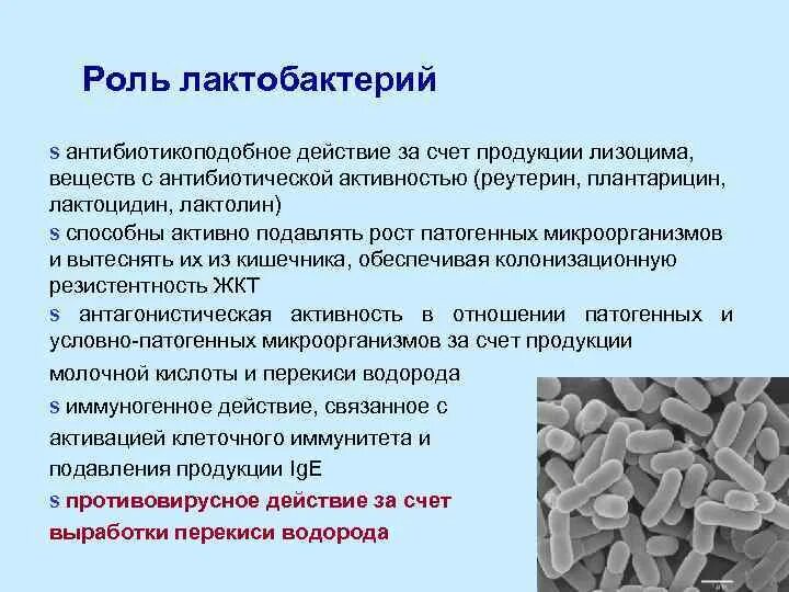 Лактобактерии какой тип питания. Роль лактобактерий. роль лактобактерий в кишечнике. лактобактерии роль. функции лактобактерий.