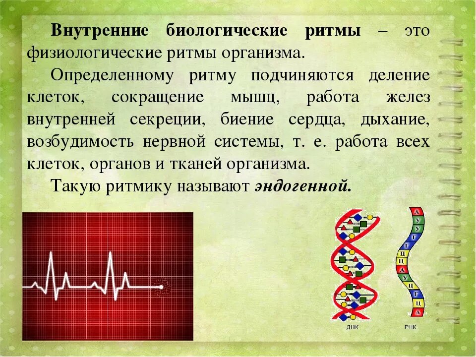 Физиологические ритмы человека. Ритмические процессы в организме. Внутренние физиологические ритмы. Физиологические биоритмы.