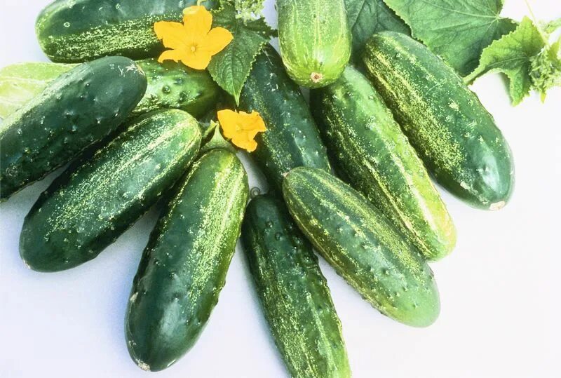 сорт огурцов родничок. огурцы сорт диригент. огурец мамлюк. семена огурцов пучковые самоопыляемые. лучшие сорта огурцов для теплицы самоопыляемые для засолки.