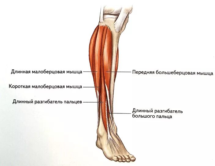 Длинный сгибатель стопы. Анатомия мышц голени передняя группа. Передняя большеберцовая и длинная малоберцовая мышцы. Передняя большеберцовая мышца болит. Передняя большеберцовая мышца голени.