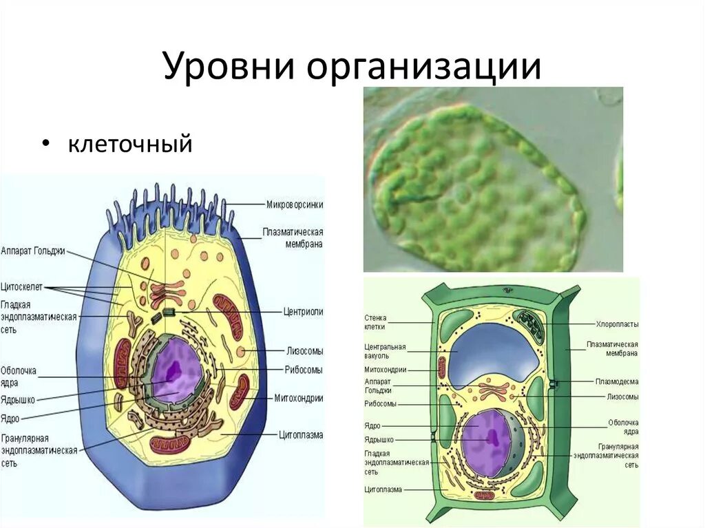 Роль клеточного уровня организации жизни.. Клеточный уровень организации организма. Клеточный уровень биология 9 класс. Клеточный уровень организации живых организмов это.