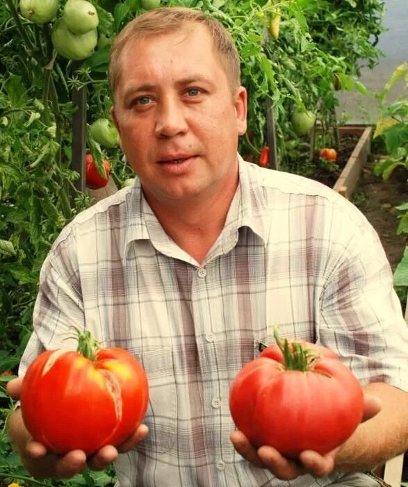 Медведев томатов купить семена. Томаты Бориса Сонина.