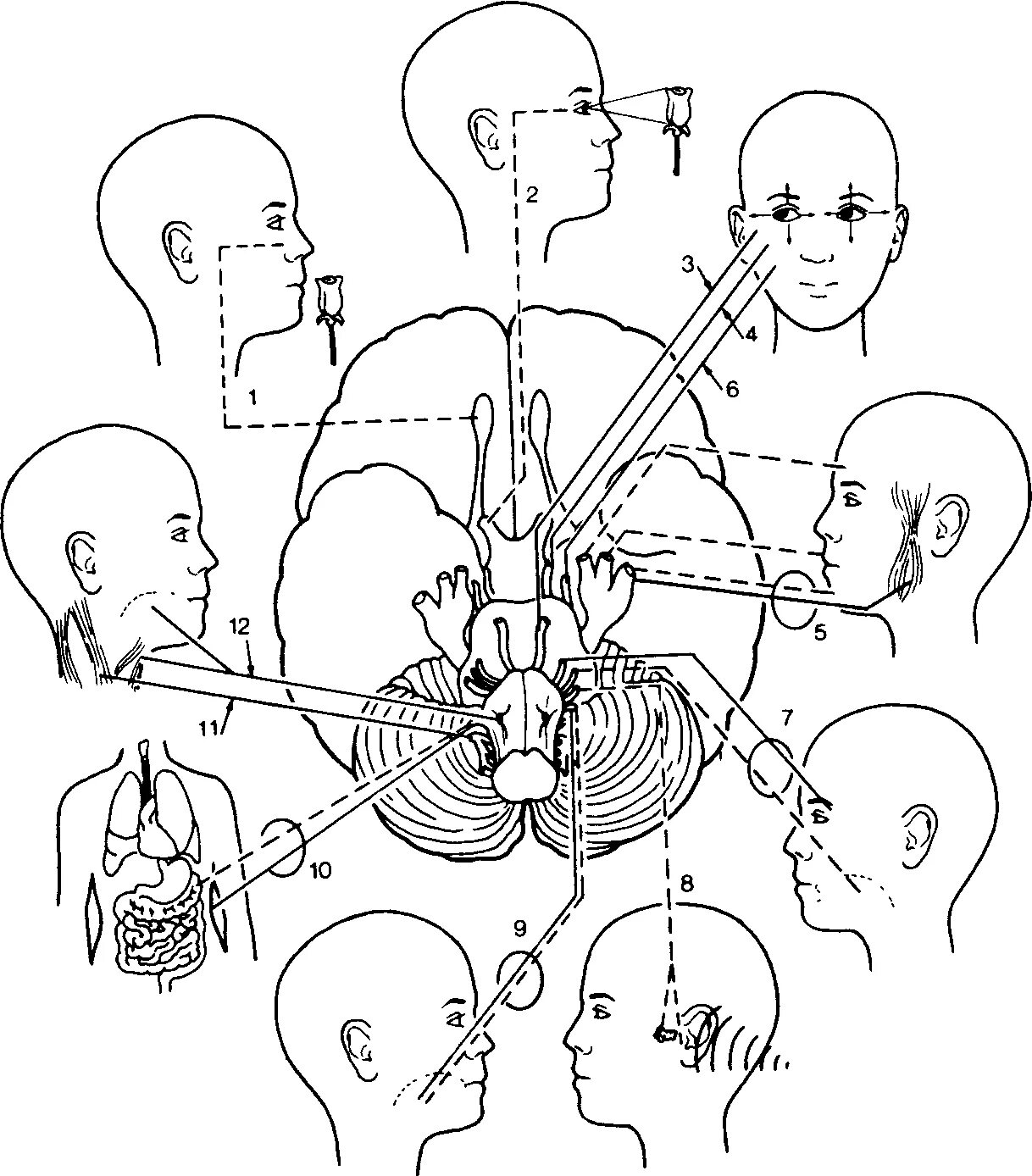 Черепные нервы схема. 12 Пар черепных нервов схема. 12 Пара черепных нервов схема. Черепно мозговые нервы схема. Черепные нервы схема иннервации.