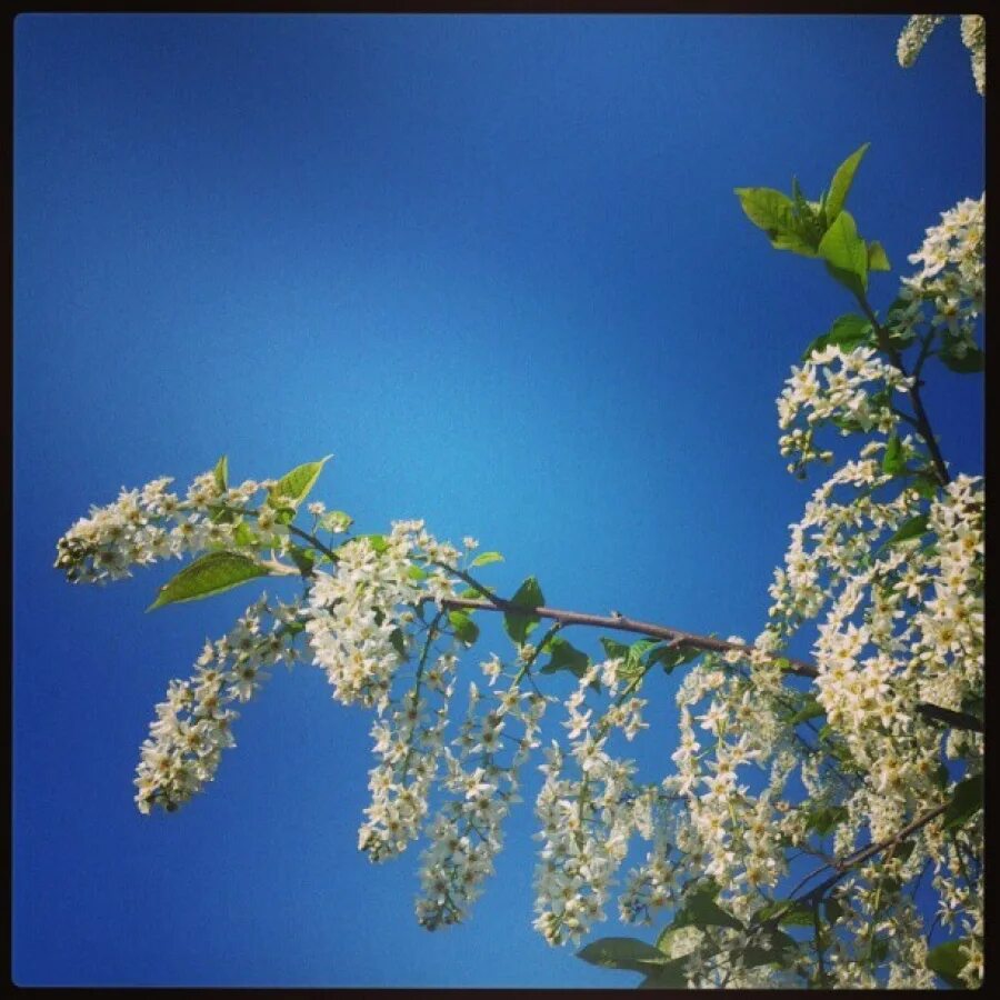 черемуха весной. черемуха. пришла весна цветёт черёмуха видео бесплатно. веточка черемухи. расцвела черемуха мр3.