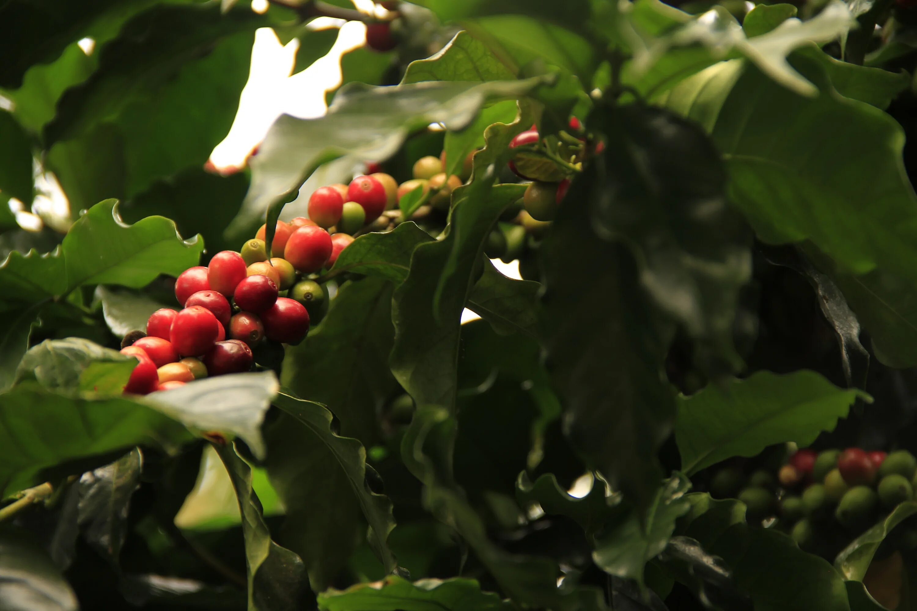 Кофе это фрукт. Кофейное дерево. Кофе дерево. Листья кофейного дерева. Цветы кофейного дерева.