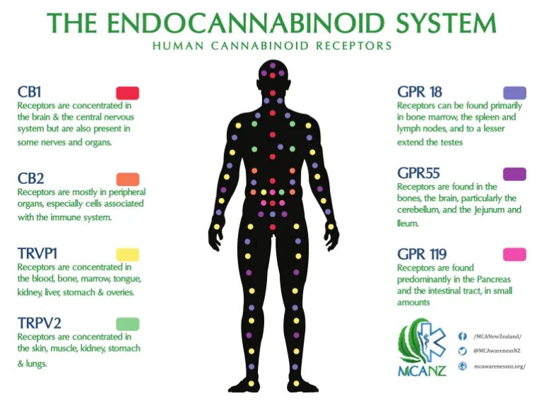But system. Endocannabinoid system. projection endocannabinoid system. каннабиноидные рецепторы 2 типа. cannabinoids mems.