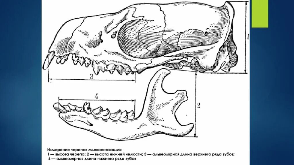 Строение скелета черепа млекопитающих. Зубная система млекопитающих анатомия. Промеры черепа млекопитающих. Строение челюсти кролика анатомия. У кита альвеолярные легкие