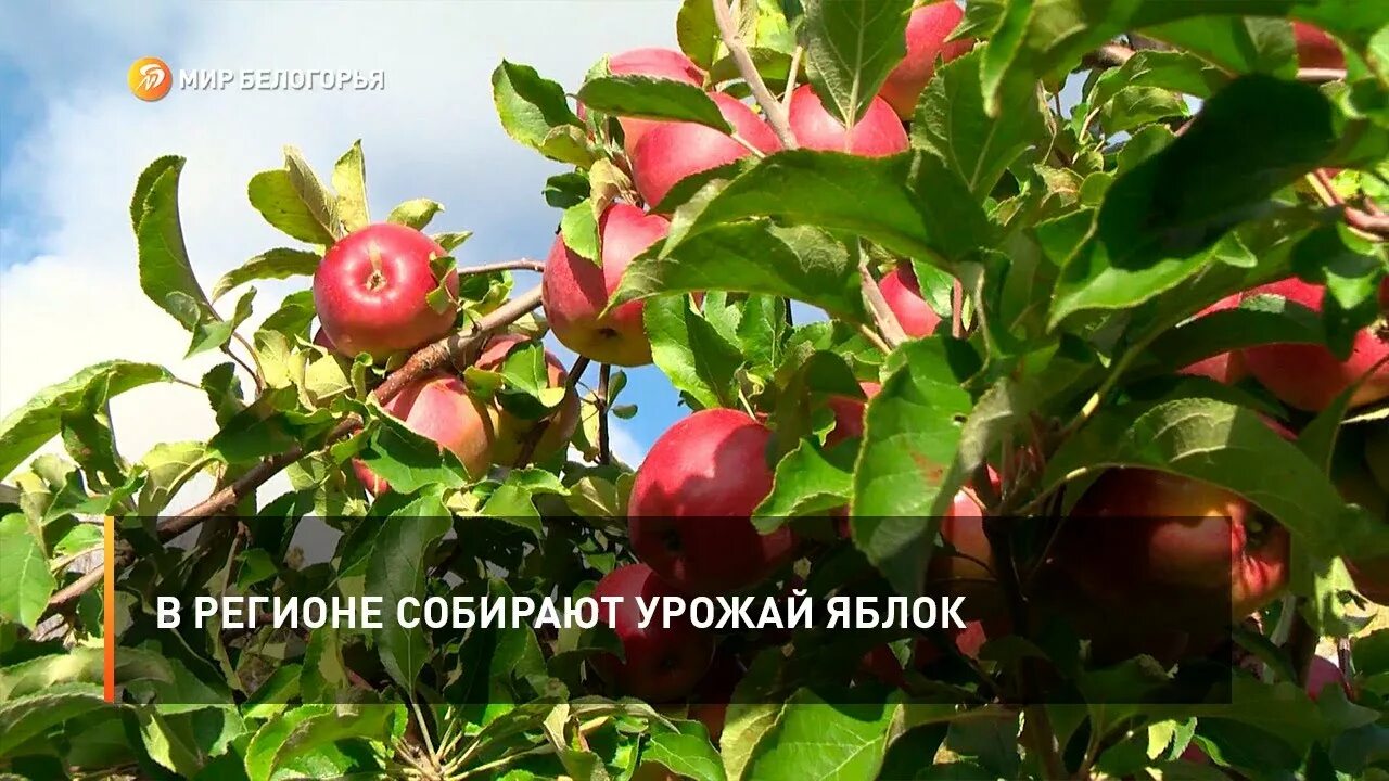 Белгородские яблоки новый оскол. Белгородские яблоки. Мясоедово яблоки. Корочанские сады белгородская область самосбор. Мясоедово яблоки.