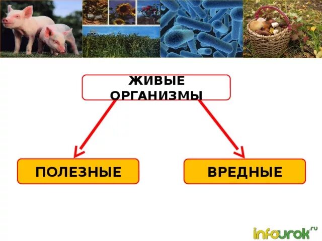 Польза живых организмов. Полезные живые организмы. Полезные организмы для человека. Человек живой организм. Живые организмы полезные для человека.