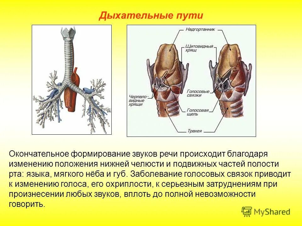 Окончательное формирование. Гортань и дыхательные пути. Трахея делится на. Трахея строение и функции. Функция трахеи человека.