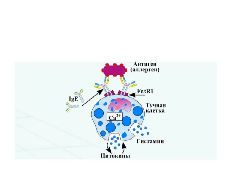 Тканевые антигены. Аллергены это антигены. Схема аллергической реакции 1 типа. Гиперчувствительность немедленного типа тучные клетки. Строение аллергена.