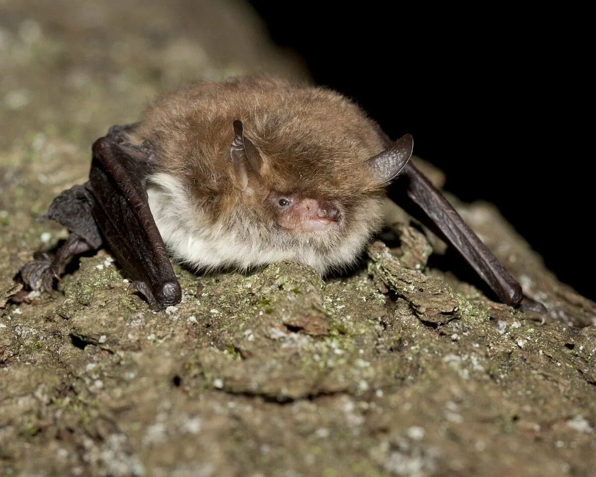 Ночница большая. Ночница брандта (myotis brandtii (eversmann, 1845)). летучая мышь ночница. летучая мышь обыкновенная ночница.