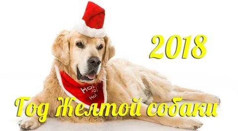 Год какой собаки 2018 году
