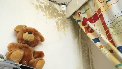 Как удалить плесень со стены и предотвратить ее повторное появление? Онлайн-журн